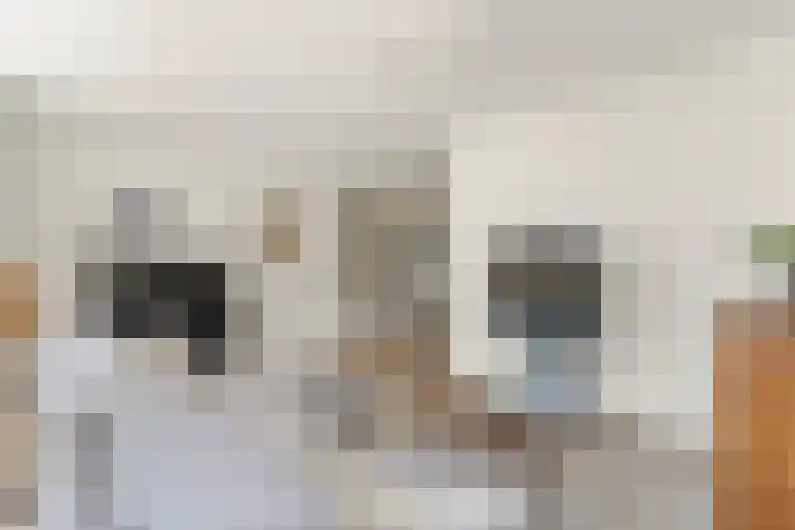IJsvogel 11 Sliedrecht thumbnail 8