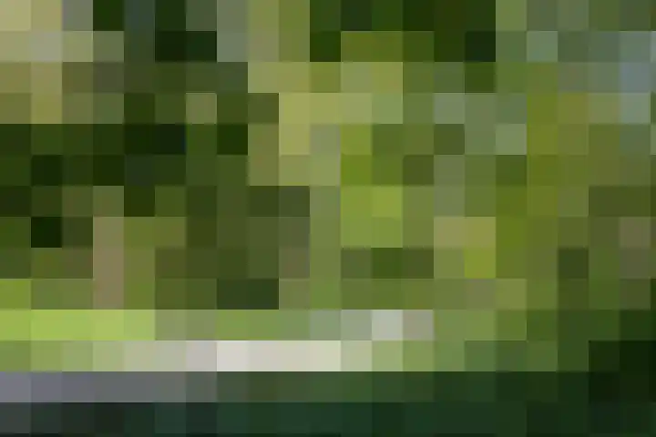 IJsvogel 130 Maarssen thumbnail 42