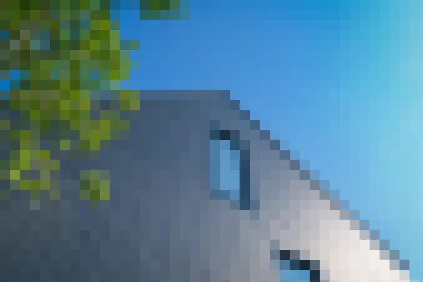 IJsvogel 15 Muiden thumbnail 5