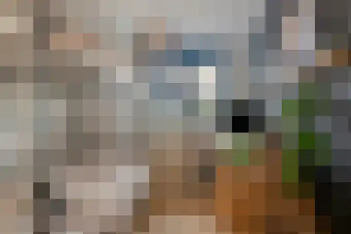IJsvogel 19 Bergen op Zoom thumbnail 20