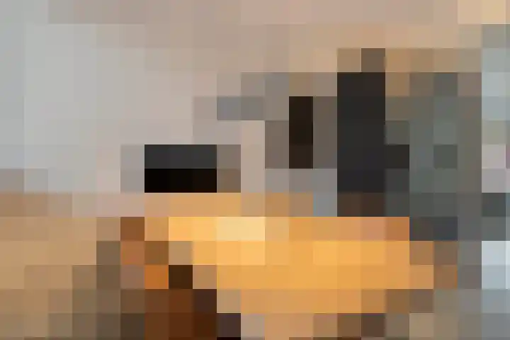 IJsvogel 19 Bergen op Zoom thumbnail 9