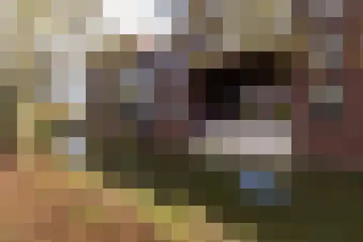 IJsvogel 23 Blokker thumbnail 47