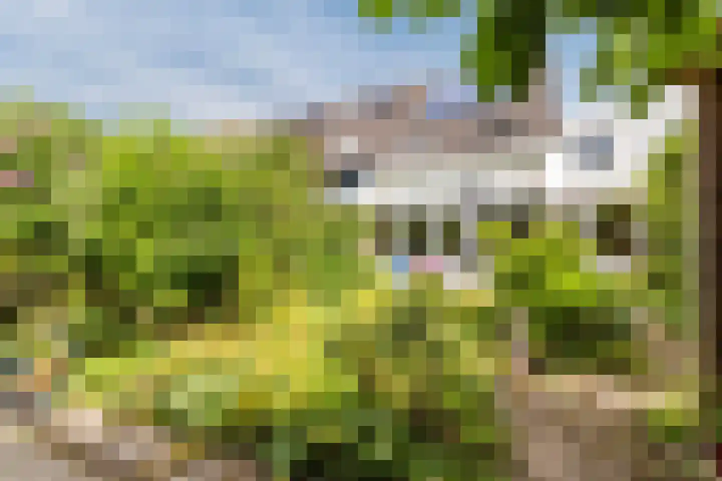 IJsvogel 25 Maarssen thumbnail 57