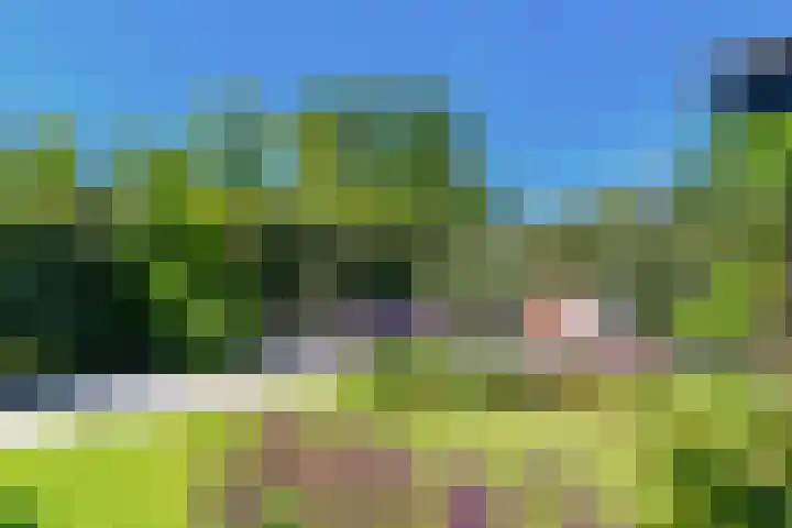 IJsvogel 28 Muiden thumbnail 11