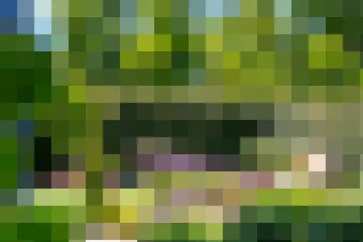 IJsvogel 28 Muiden thumbnail 45