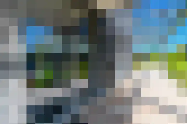 IJsvogel 28 Muiden thumbnail 64