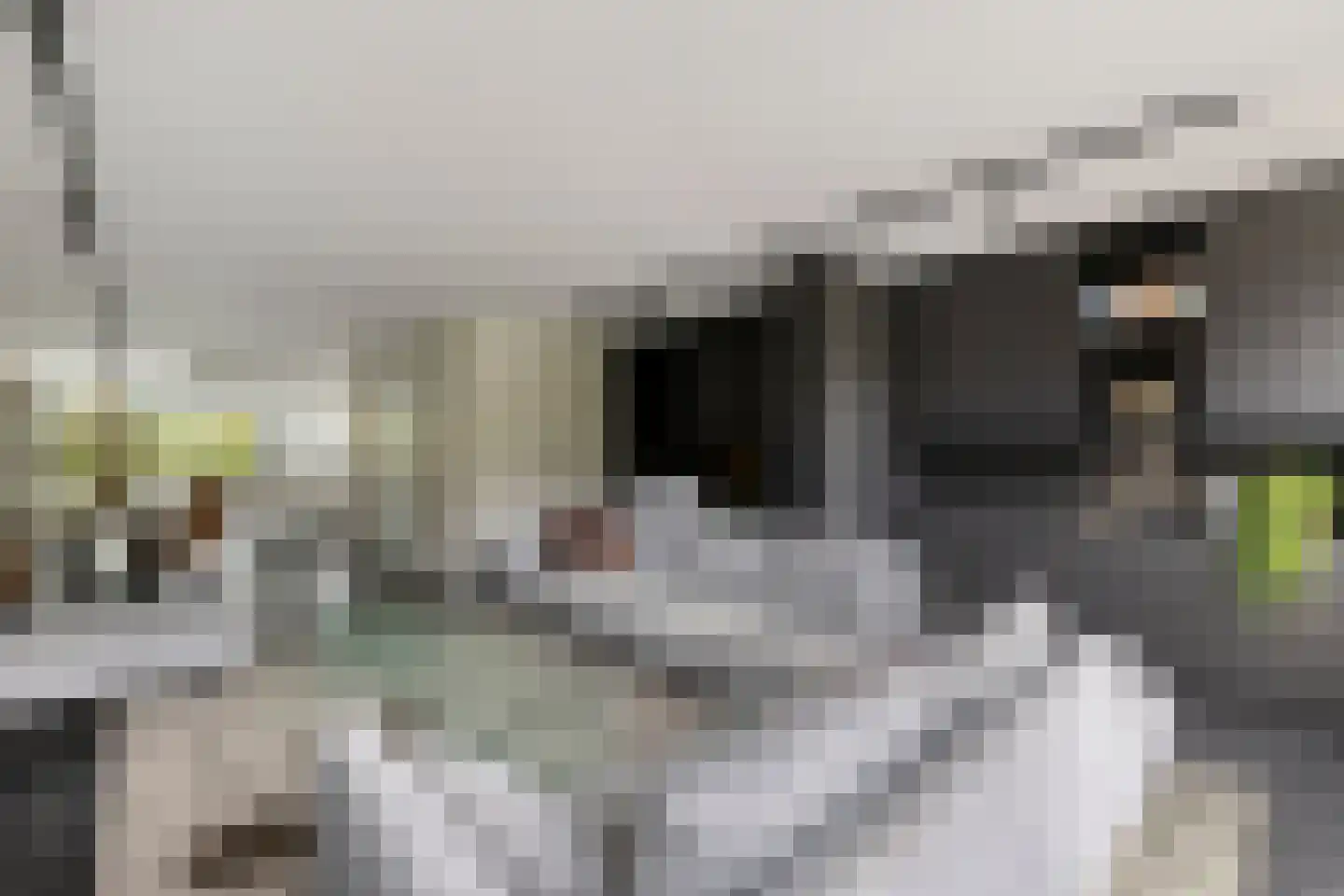IJsvogel 30 Harmelen thumbnail 13