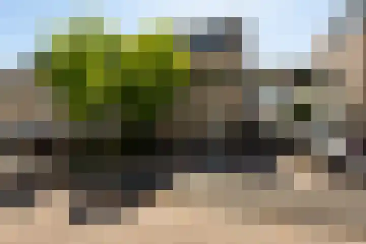 IJsvogel 41 Maarssen thumbnail 5