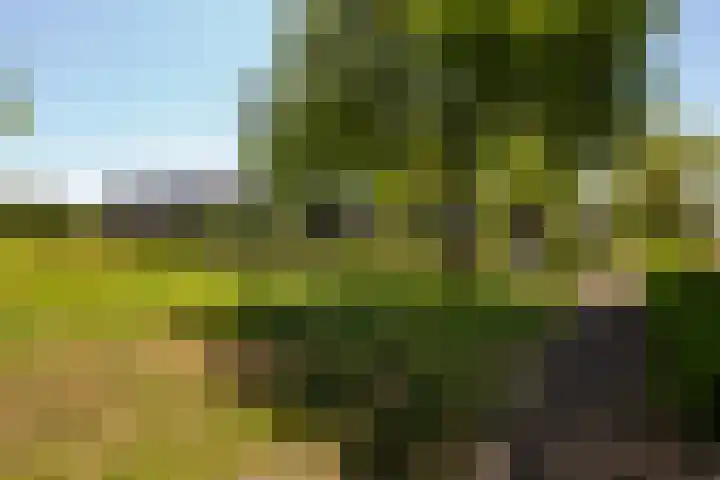 IJsvogel 41 Maarssen thumbnail 60