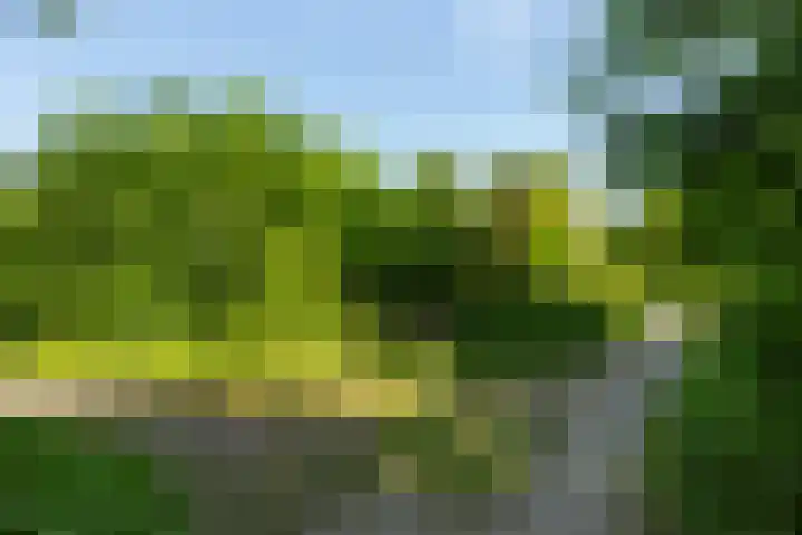 IJsvogel 41 Maarssen thumbnail 62