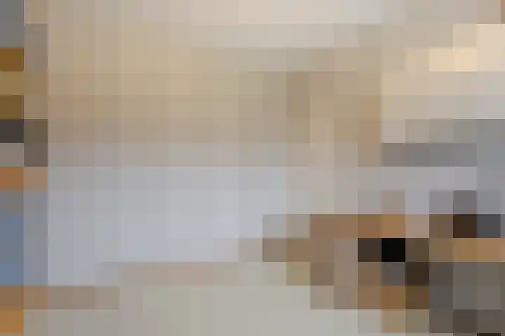 IJsvogel 6 Sliedrecht thumbnail 13