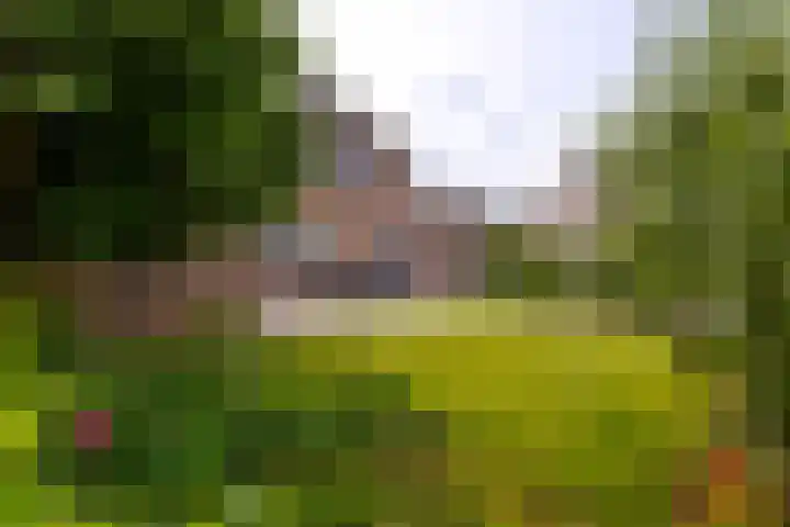 IJsvogel 6 Sliedrecht thumbnail 27
