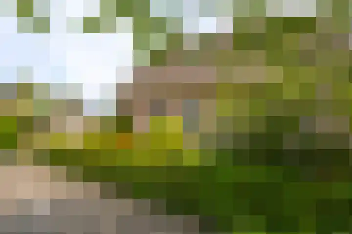 IJsvogel 6 Sliedrecht thumbnail 31