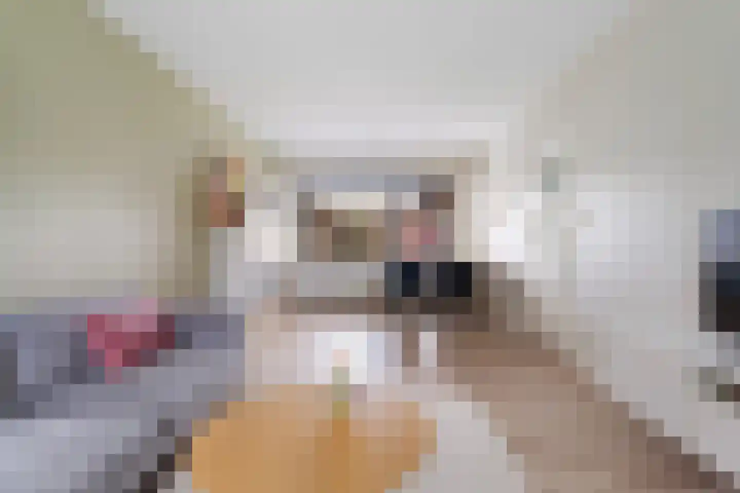 IJsvogel 64 Dokkum thumbnail 13