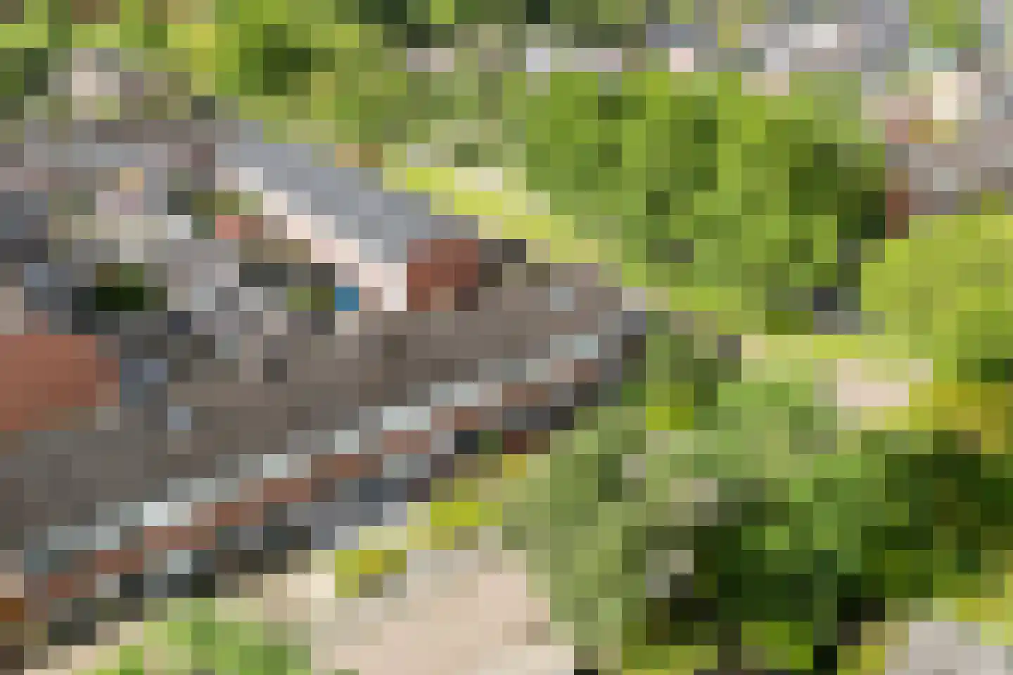 IJsvogel 64 Dokkum thumbnail 4