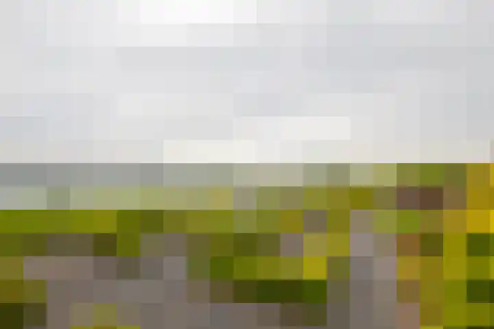 IJsvogel 65 Lathum thumbnail 32