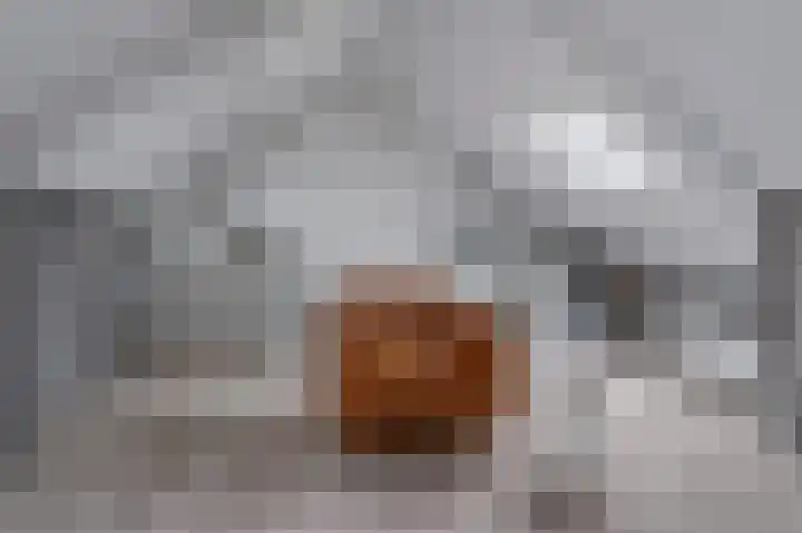 IJsvogel 80 Dokkum thumbnail 27