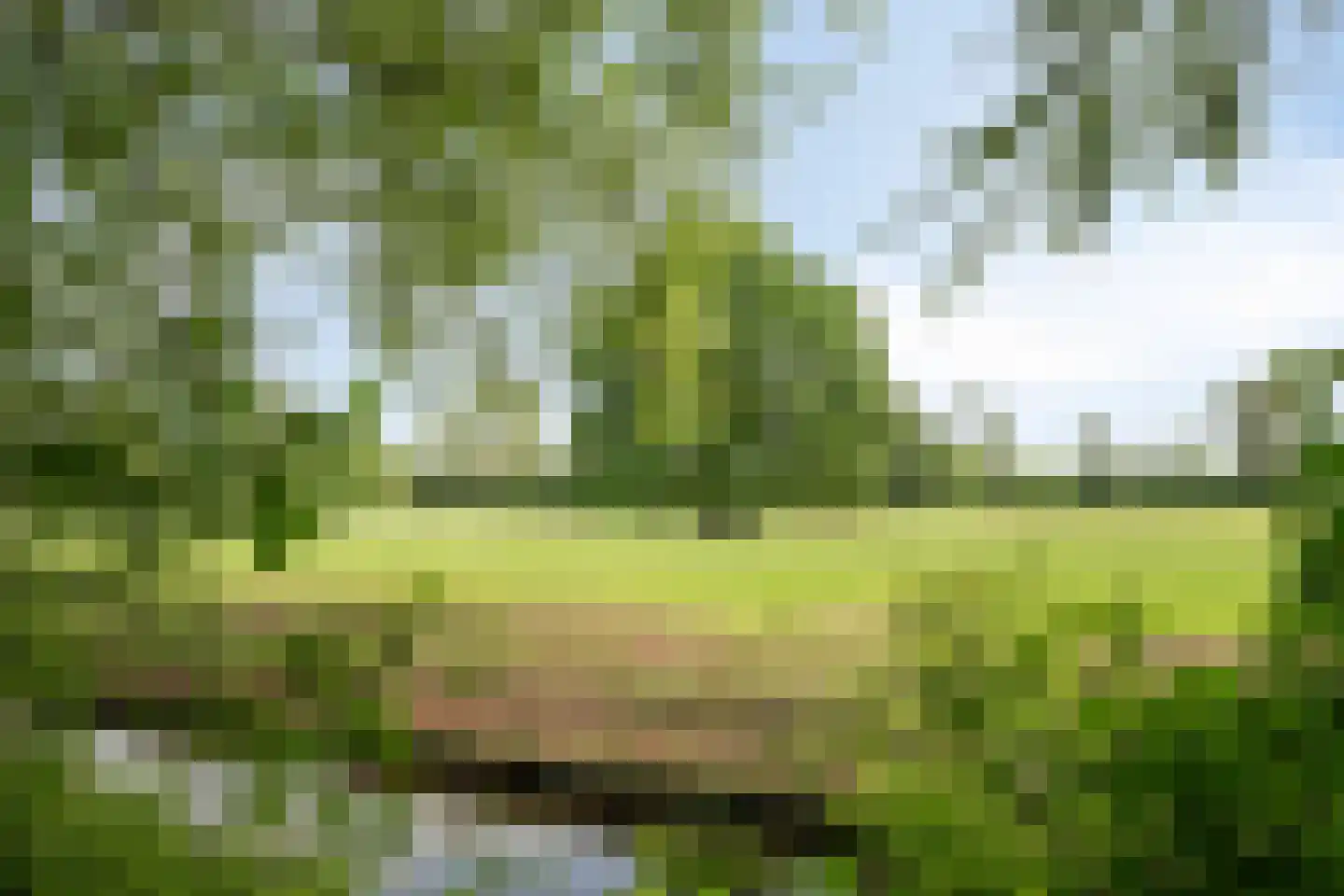 IJsvogel 80 Maarssen thumbnail 46