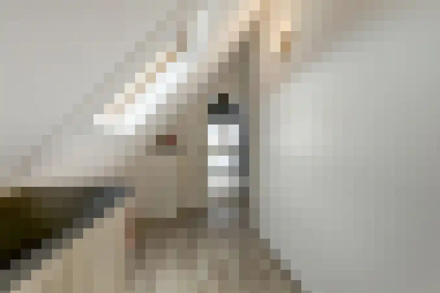 IJsvogel 81 Lathum thumbnail 40
