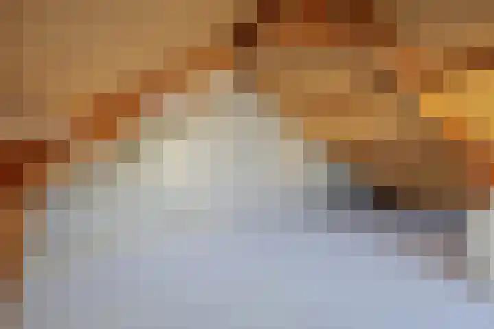 IJsvogelstraat 22 Hank thumbnail 19