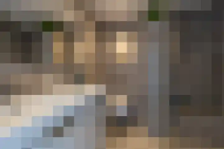 IJsvogelstraat 26 Hank thumbnail 28