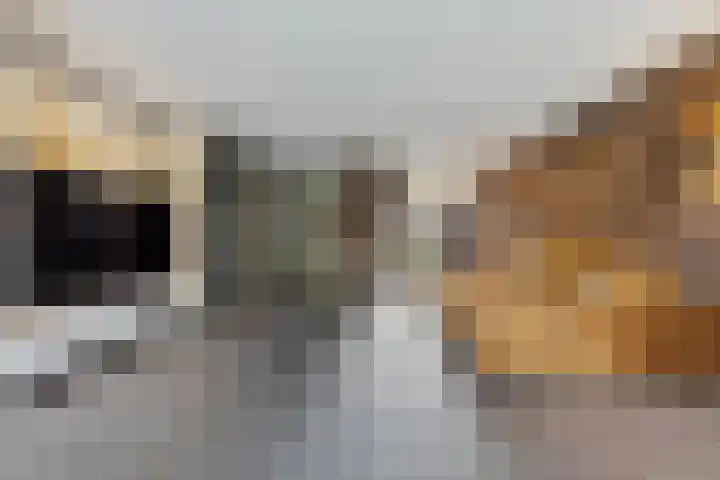 IJsvogelstraat 9 Dongen thumbnail 10