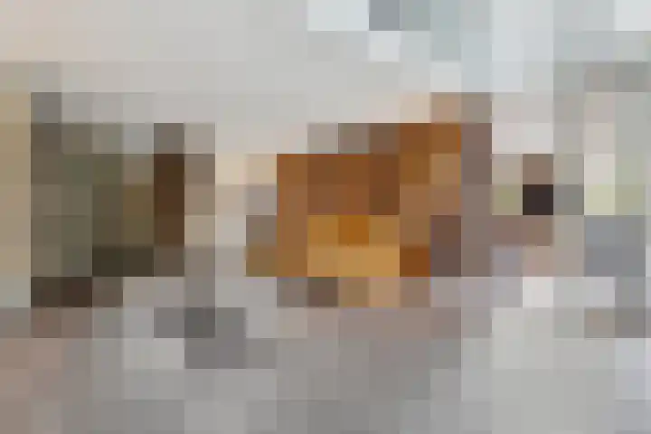IJsvogelstraat 9 Dongen thumbnail 11