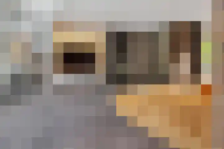 IJsvogelstraat 9 Dongen thumbnail 13