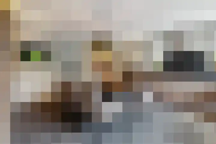 IJsvogelstraat 9 Dongen thumbnail 17