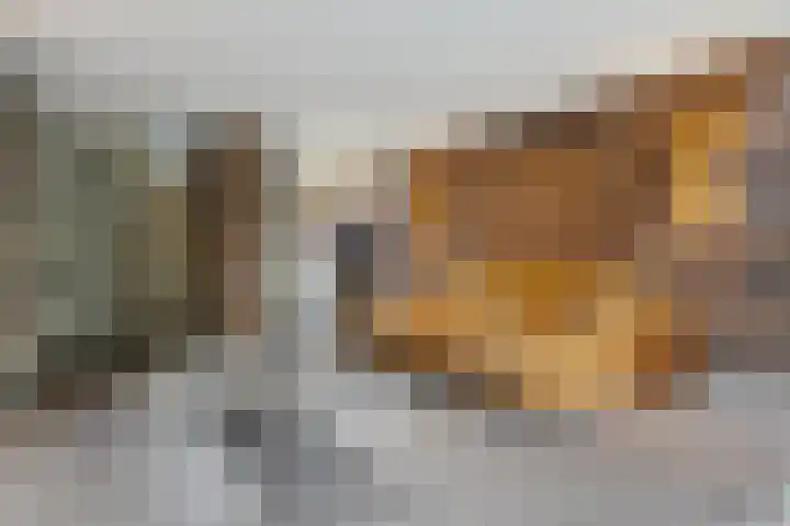 IJsvogelstraat 9 Dongen thumbnail 9