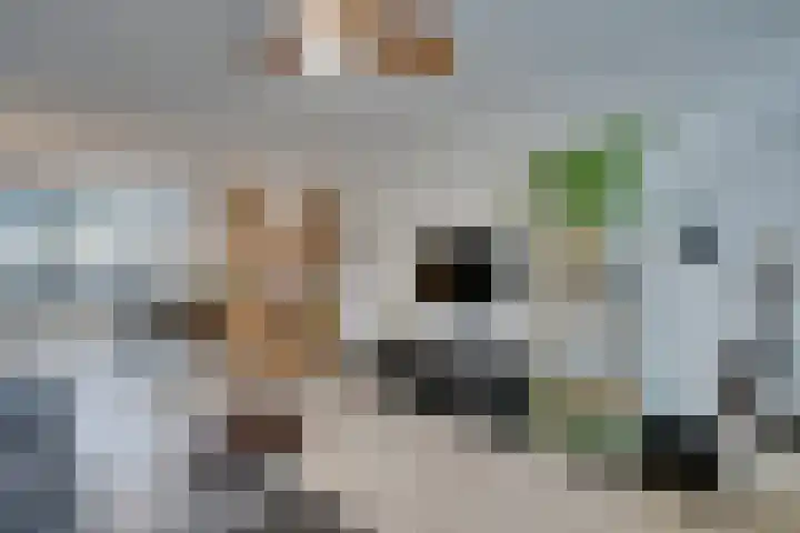 IJsvogelstraat 9 Westzaan thumbnail 13