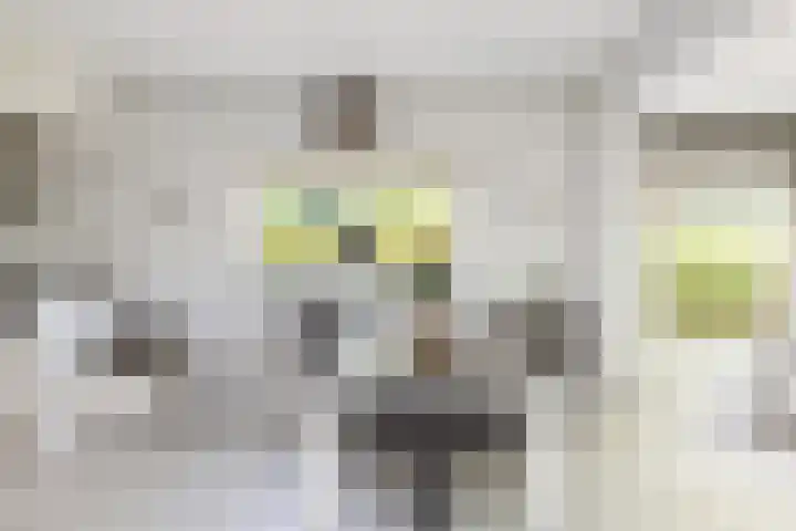 IJtochtkade 152 Zwanenburg thumbnail 12