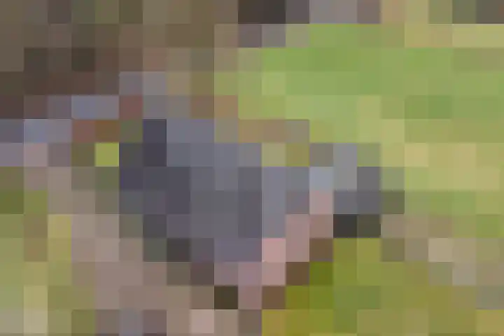 IJzevoordseweg 17 Doetinchem thumbnail 8