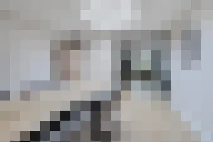 Ikeloane 27 Harkema thumbnail 13