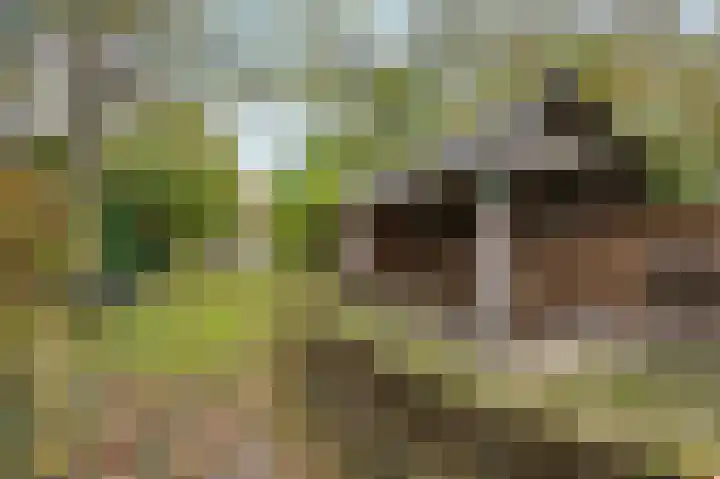Illikhoven 93 Roosteren thumbnail 60