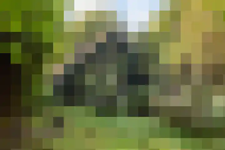 Imbosch 1 Rozendaal thumbnail 43