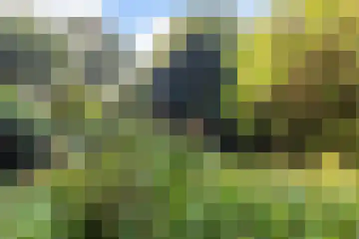 Imbosch 1 Rozendaal thumbnail 44