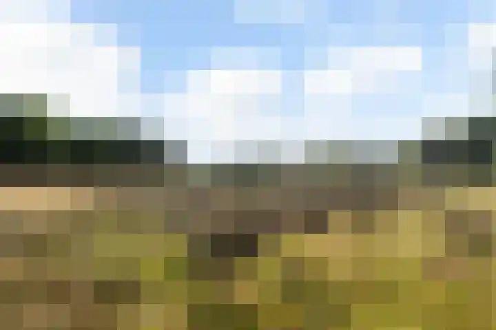 Imbosch 1 Rozendaal thumbnail 65