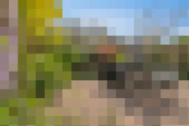 Imkerhei 37 Best thumbnail 30