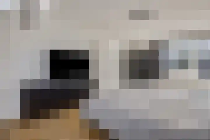 Immenhof 15 Leersum thumbnail 24
