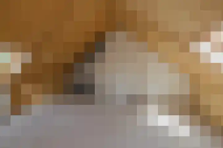 Indiapad 8 Alphen aan den Rijn thumbnail 17