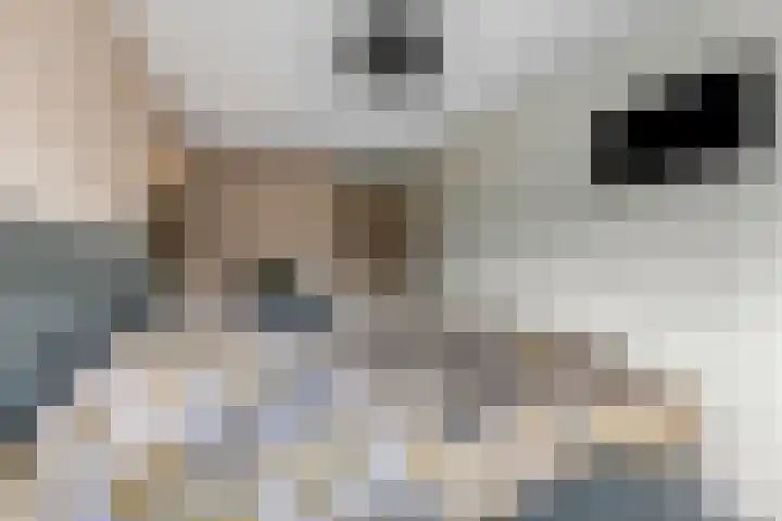 Indira Gandhisingel 6 Ede thumbnail 15