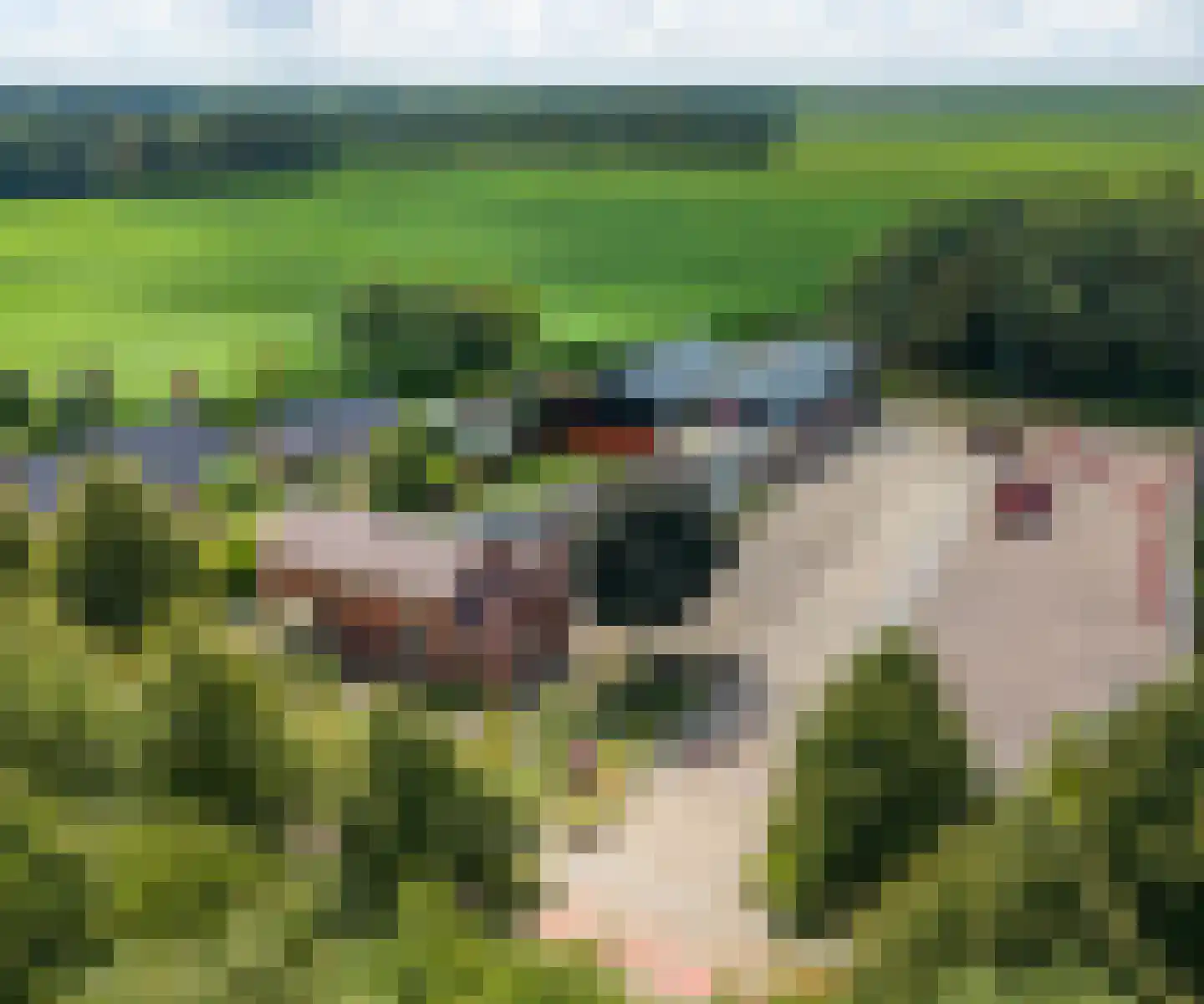 Industrieweg 44 Vriescheloo thumbnail 84