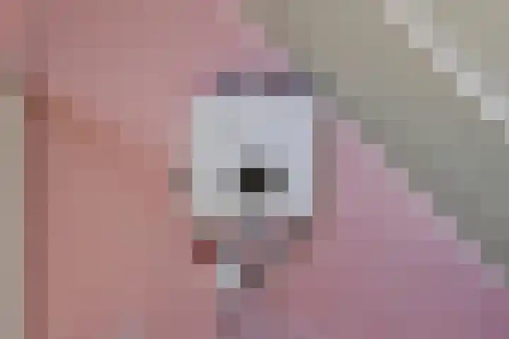 Ines Pultrumstrjitte 1 Houtigehage thumbnail 26