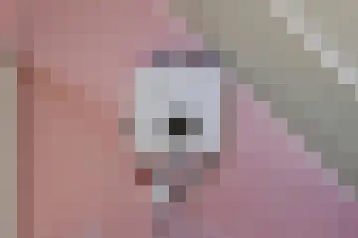 Ines Pultrumstrjitte 5 Houtigehage thumbnail 26