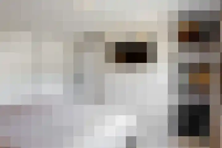 Ingelandsweide 4 Nieuwegein thumbnail 21