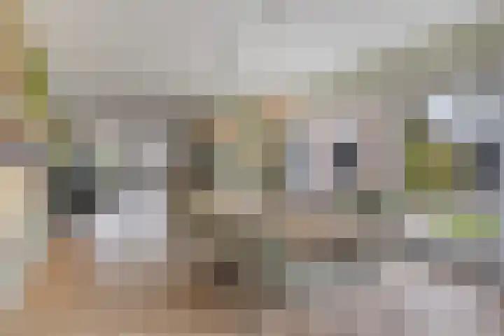 Ingelumerdyk 10 Bitgummole thumbnail 21