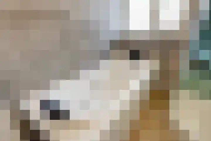 Ingrid Bergmanborg 1 Schiedam thumbnail 42