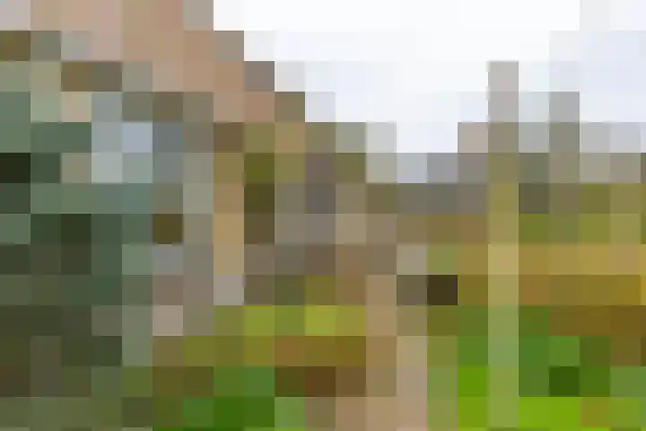 Inialoane 96 Garyp thumbnail 30