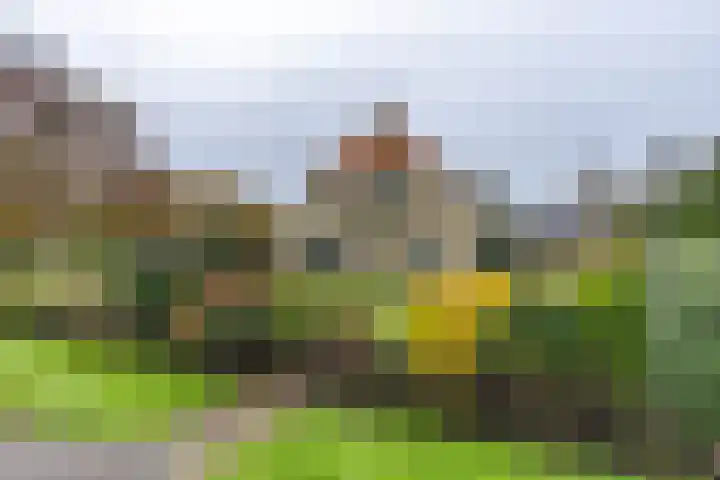 Inialoane 96 Garyp thumbnail 5